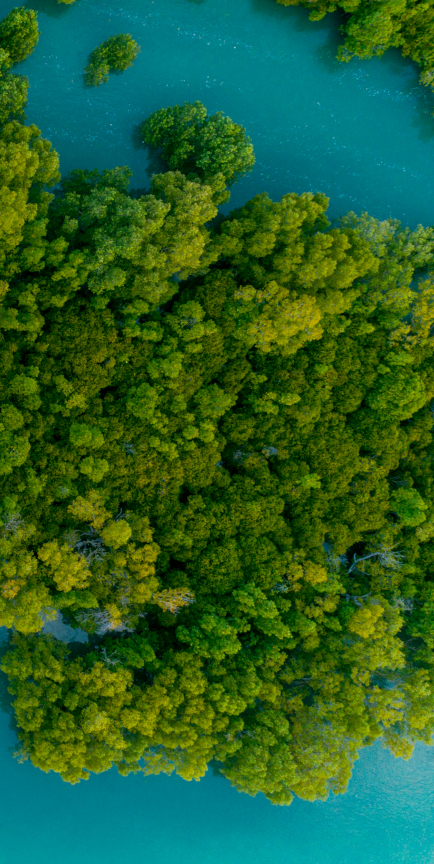 Aerial view of mangrove swamps