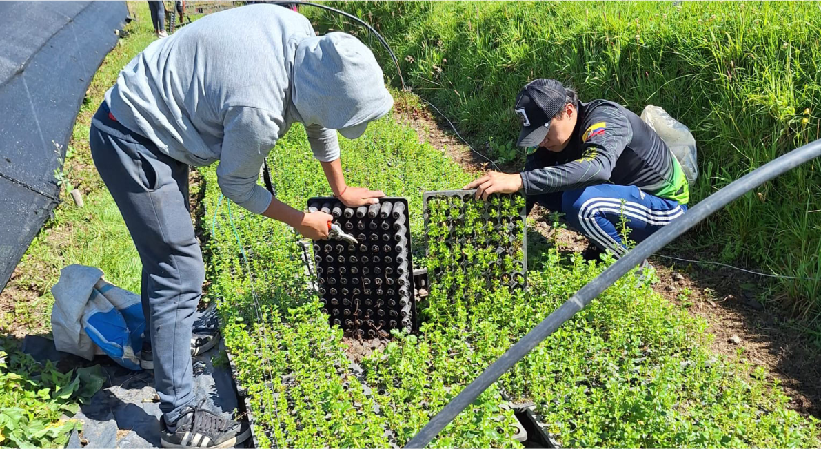 Brighton-&-Hove-Albion-tree-planting-initiative