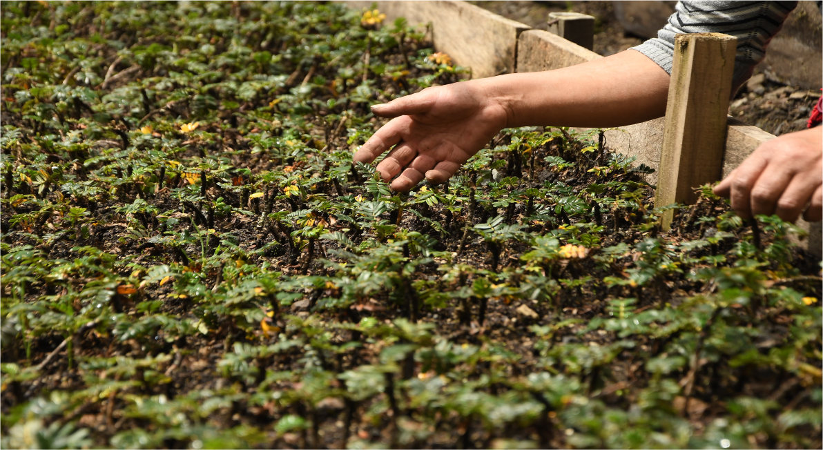Ecuador-reforestation-site-supported-by-Brighton-football-club