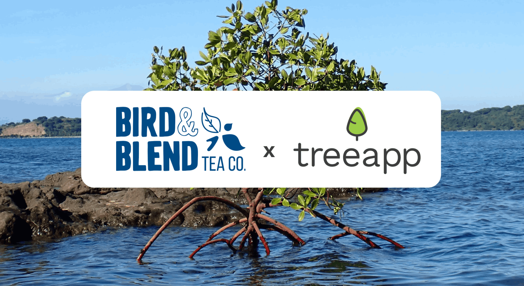 Bird & Blend x Treeapp: sip a tea and plant a tree