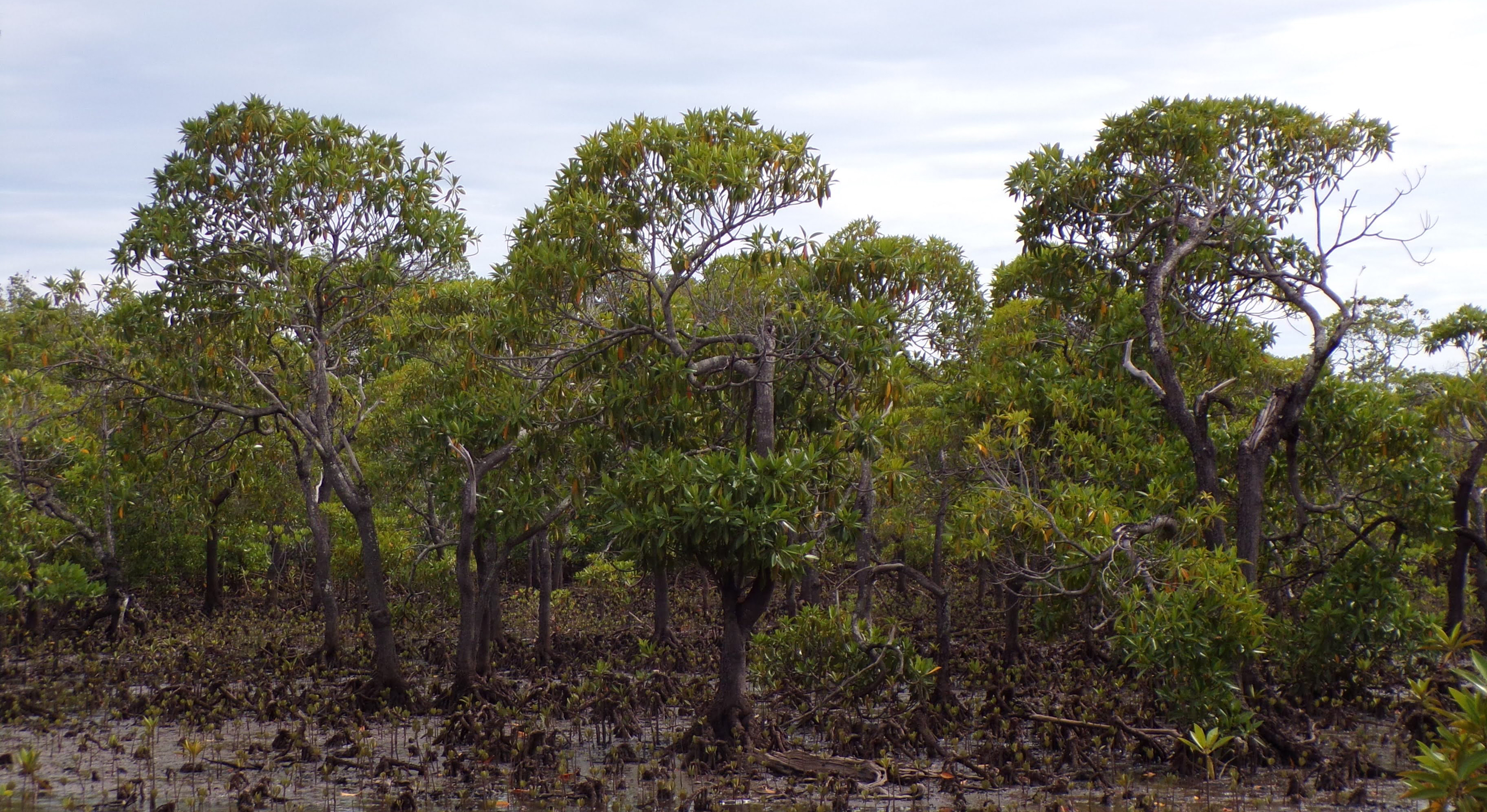 Treeapp Planting site in Madagascar Treeapp-planting-site-in-madagascar