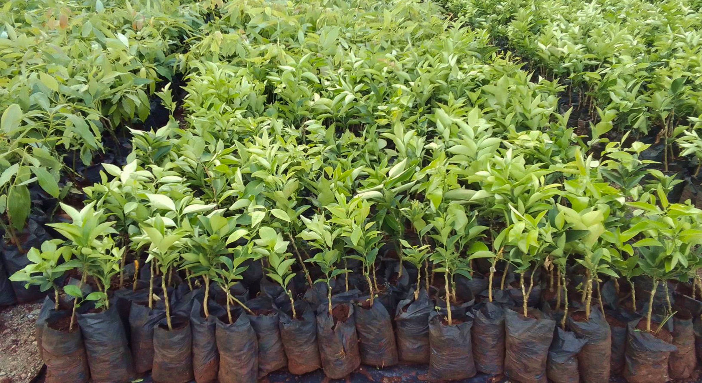 Treeapp corporate tree planting Treeapp_corporate_tree_planting