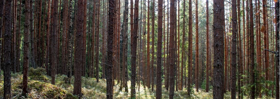 10 reasons why trees are important