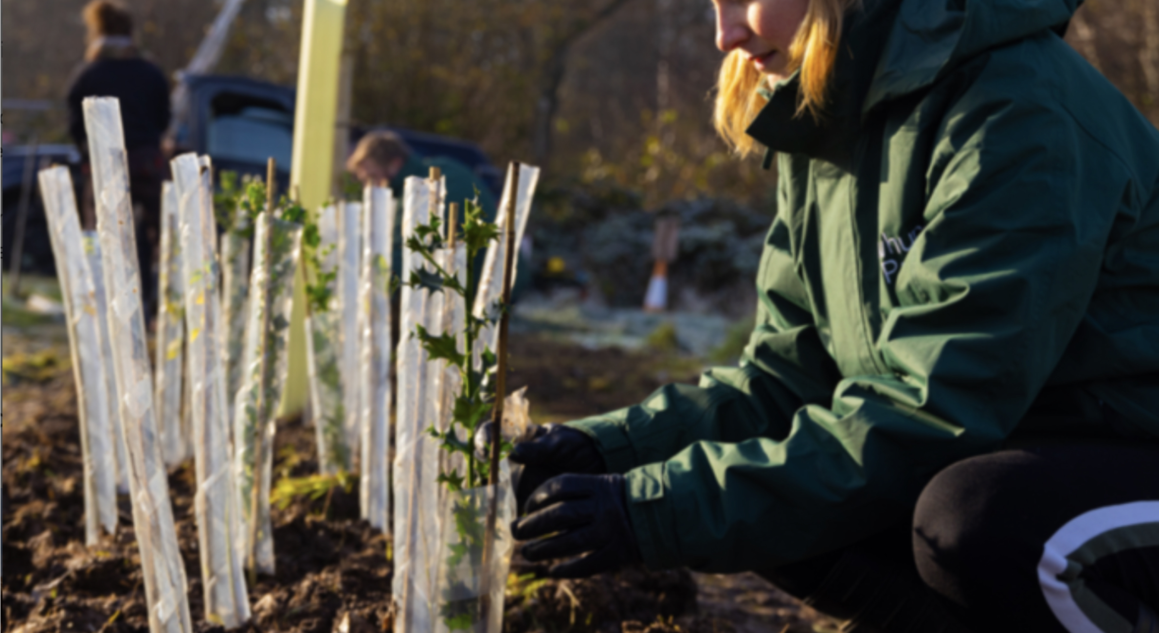 Corporate tree planting in the UK corporate-tree-planting-in-the-uk