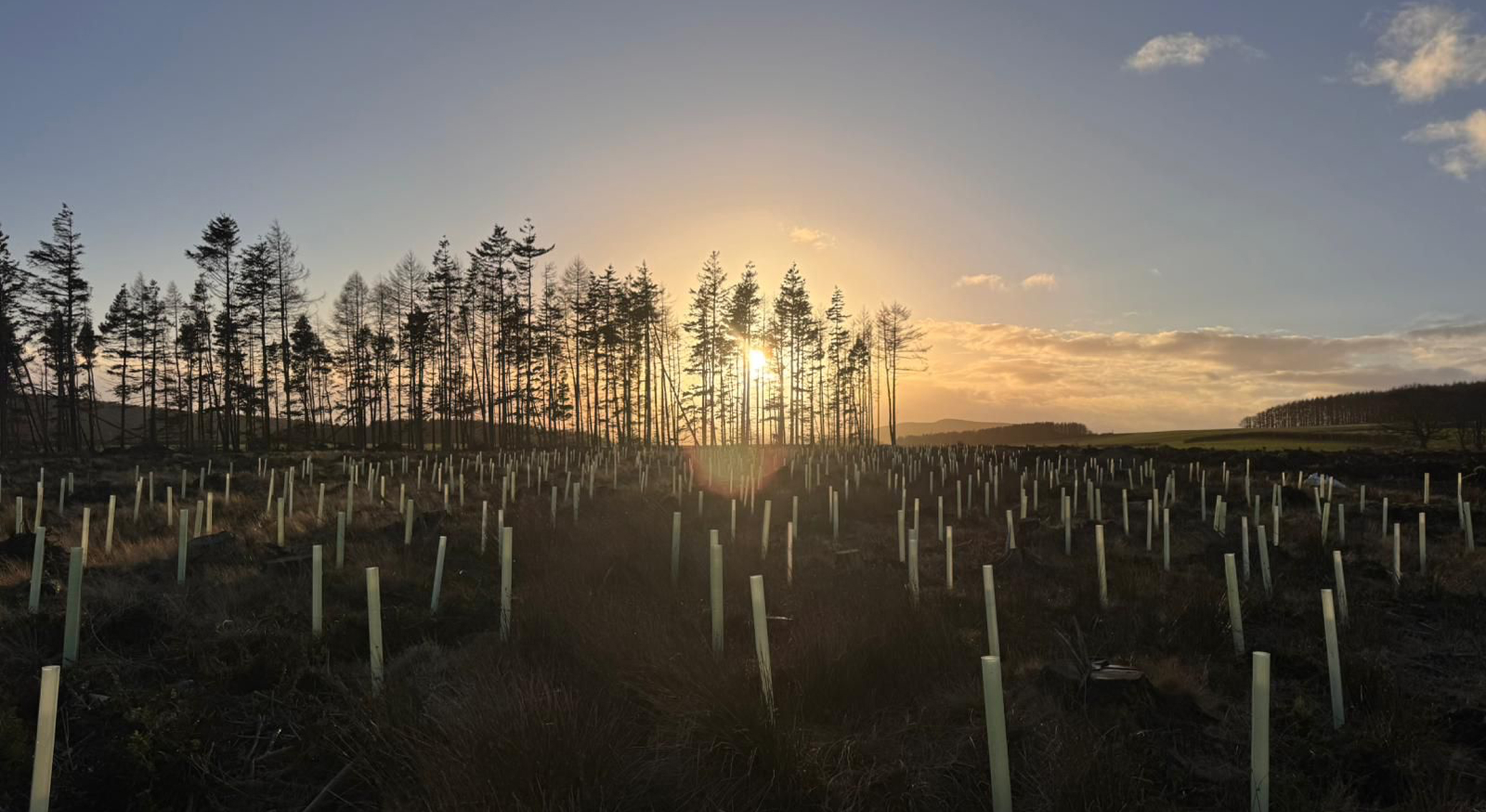 UK Corporate tree planting UK-corporate-tree-planting